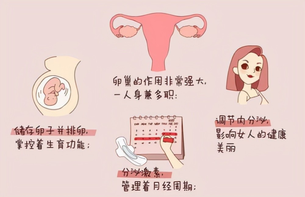 日常生活中如何保养卵巢，保护生育力？